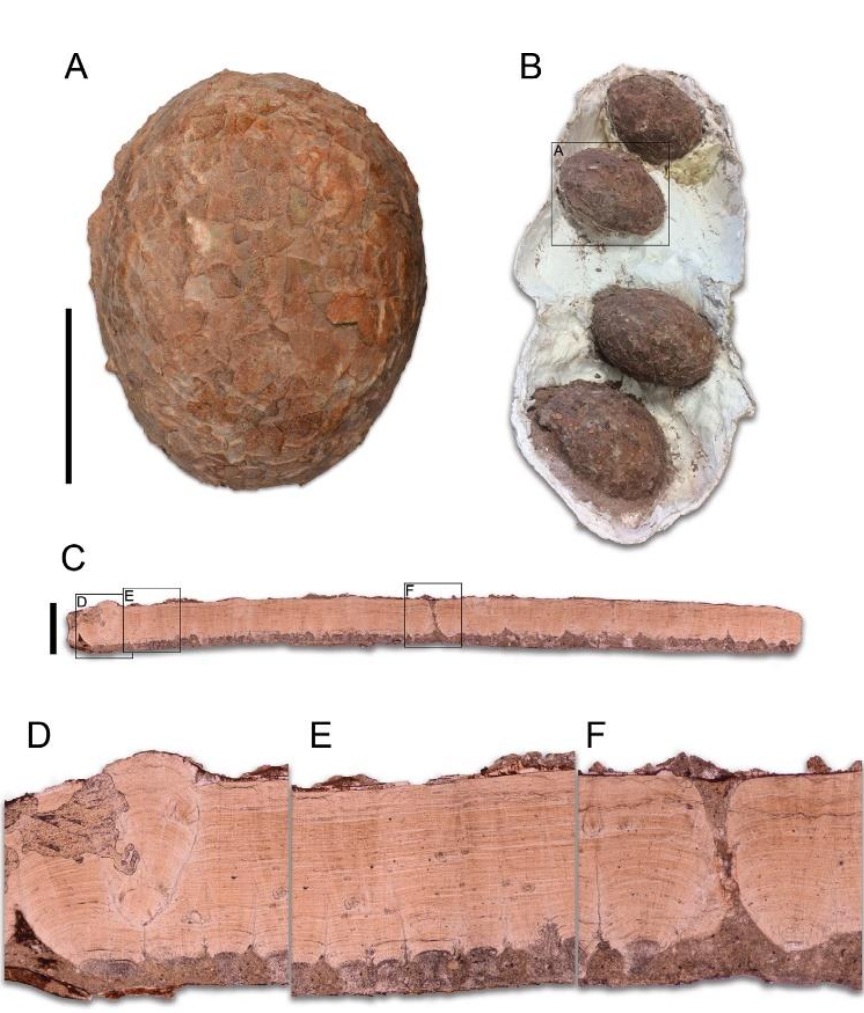 Presentación de nuevo fósil en el MUPA