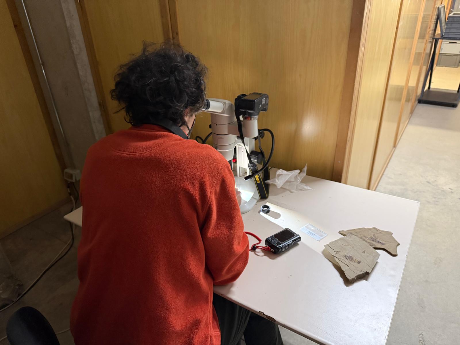 Las Hoyas, referente europeo en cangrejos fósiles, recibe al experto Denis Audo