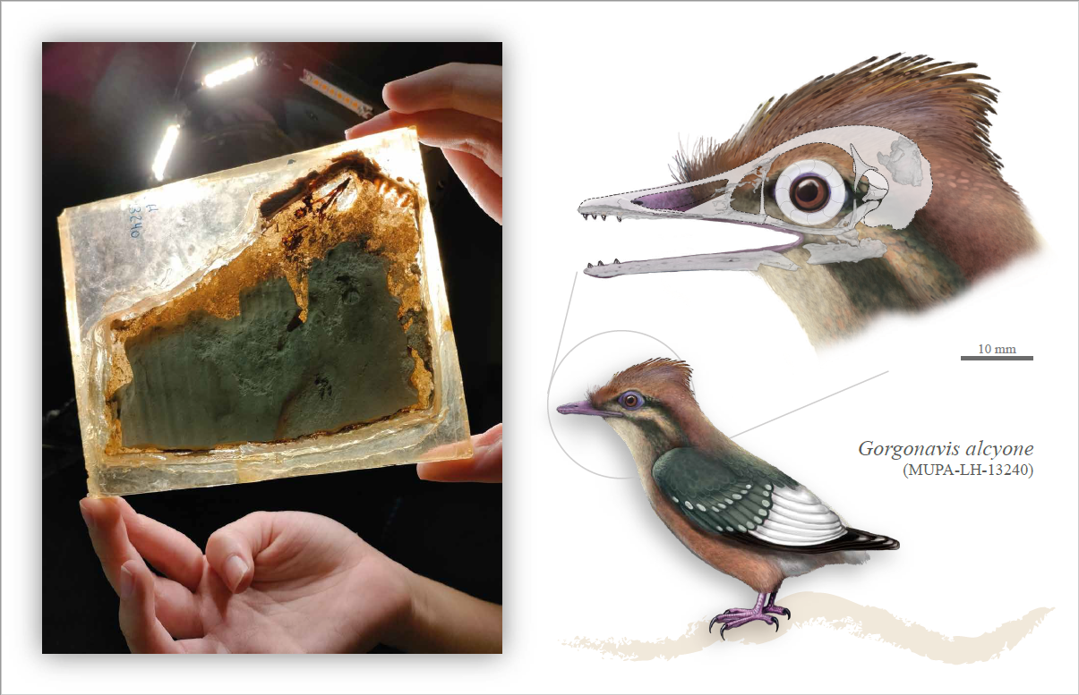 Gorgonavis alcyone: la nueva ave del Cretácico que refuerza la importancia de Las Hoyas
